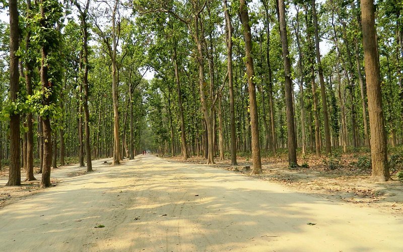 Kusumhi Jungle( Forest), Gorakhpur: A Tranquil Retreat in Nature's Embrace and Nature's gift to Gorakhpur